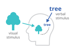 A visual summary of the dual coding theory, showing how a tree can be presented simultaneously as a visual stimulus and a verbal stimulus.
